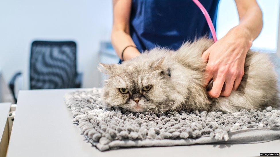 Cat at the vet