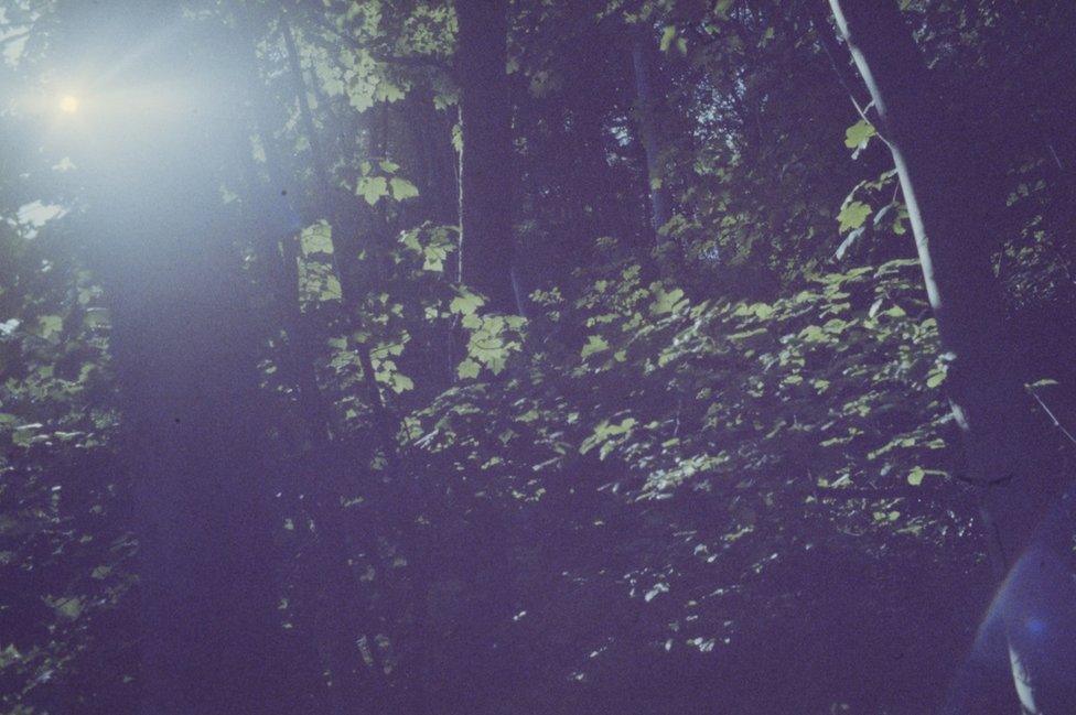 Trees at Castell Coch