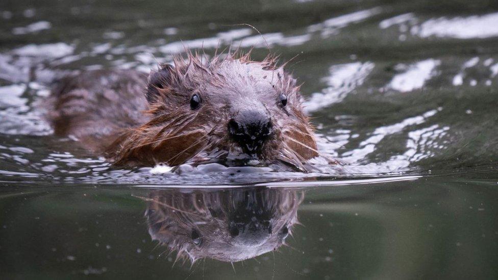 Eurasian Beaver