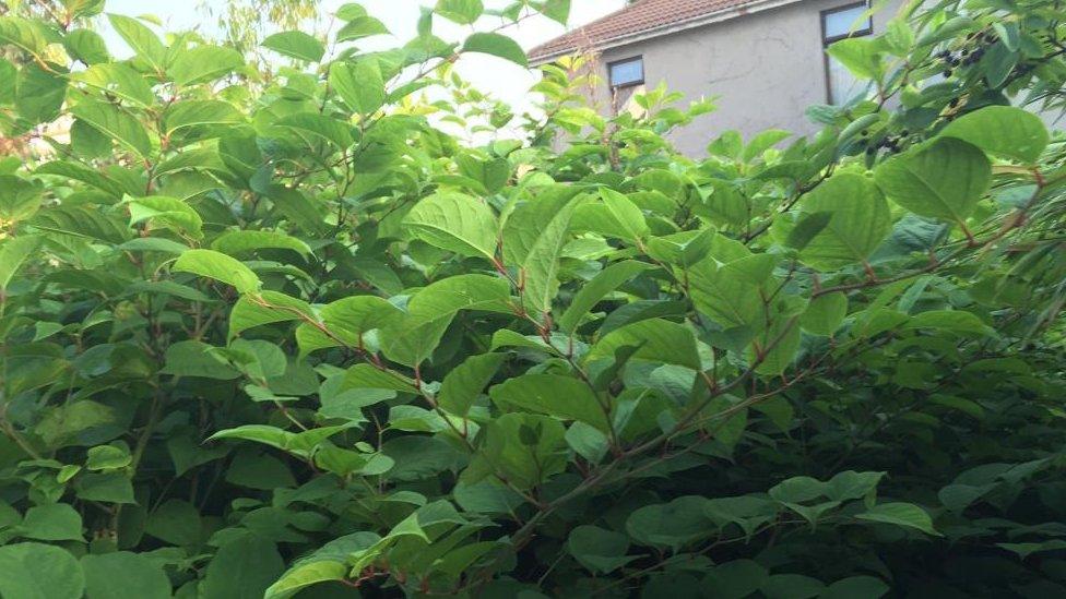 Ash Road, Horfield, knotweed