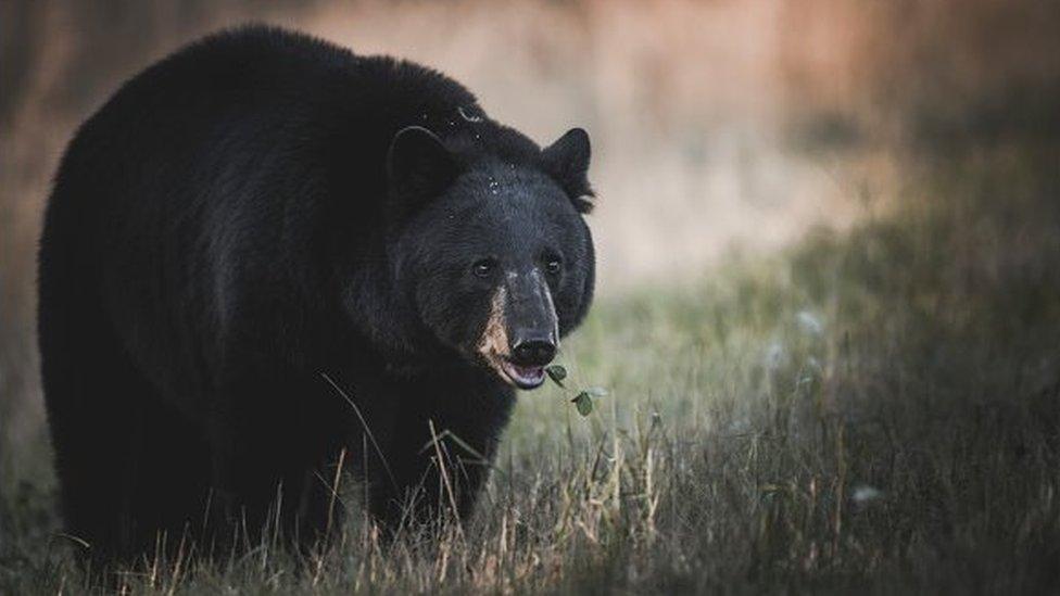 A black bear in Yukon territory in Canada