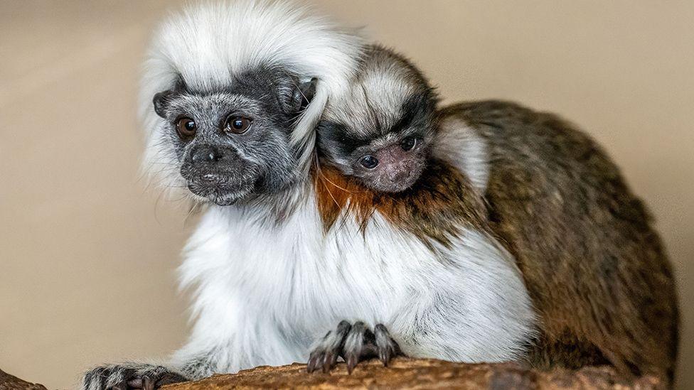 An adult cotton-top tamarin - a small white fluffy primate with a black face with a baby one on it's back, with brown fur.
