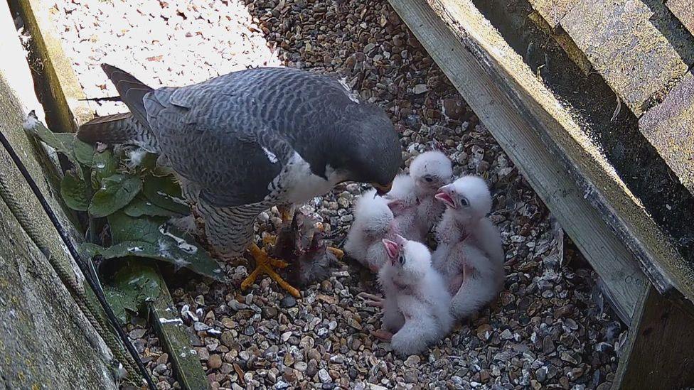 Three white fluffy peregrine chicks sit on the gravel in their nest with their mouths open for feeding. Their mum feeds them - she is grey and white with orange claws.
