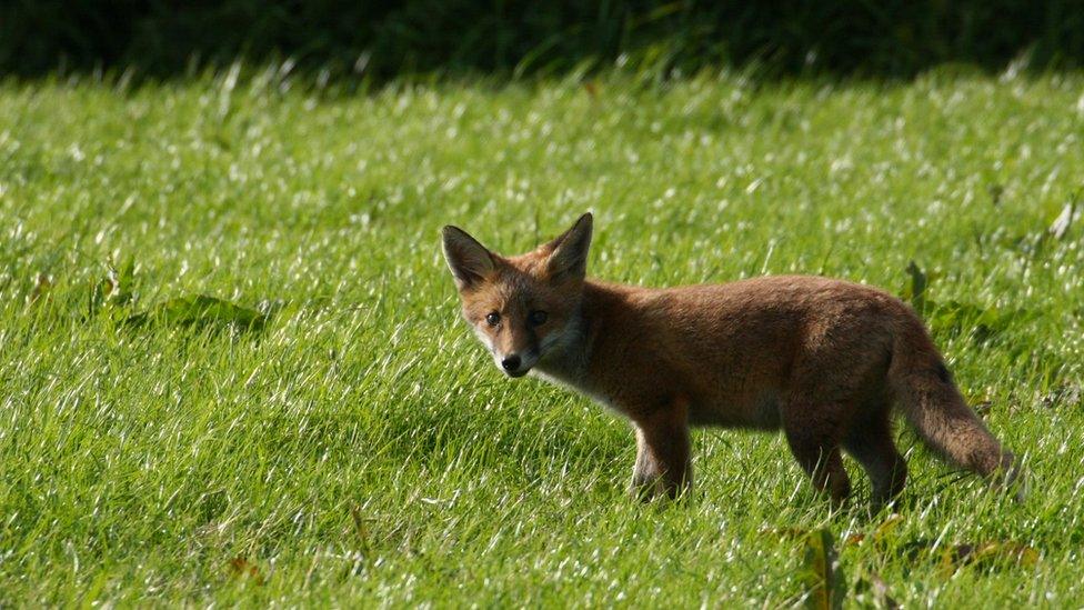 Fox in a field