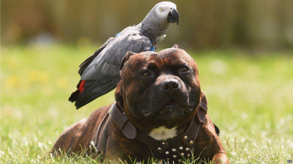 Parrot and dog discount