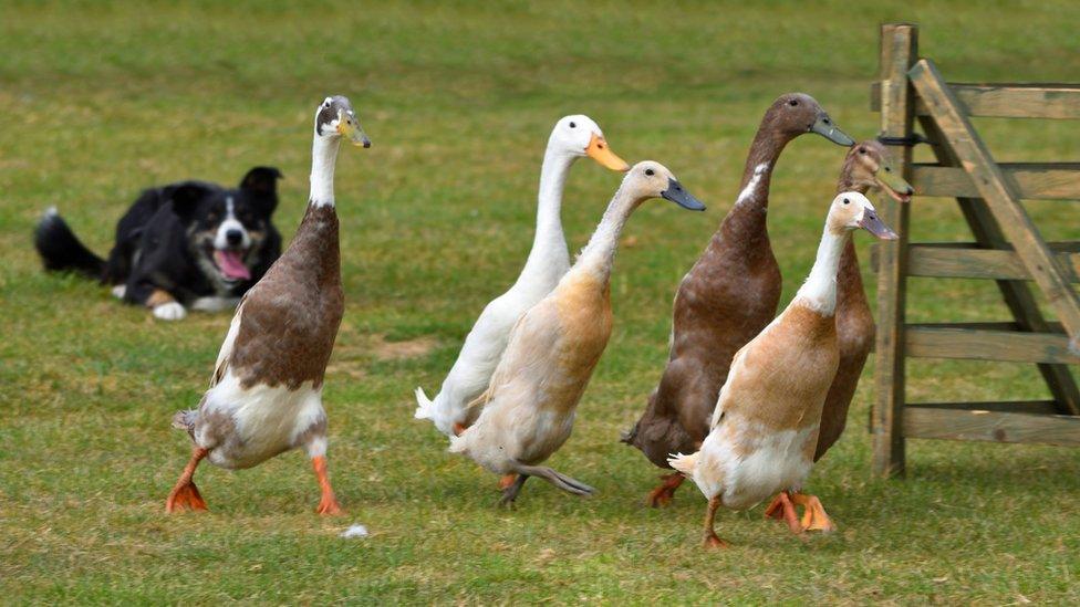 Ducks herded by dog