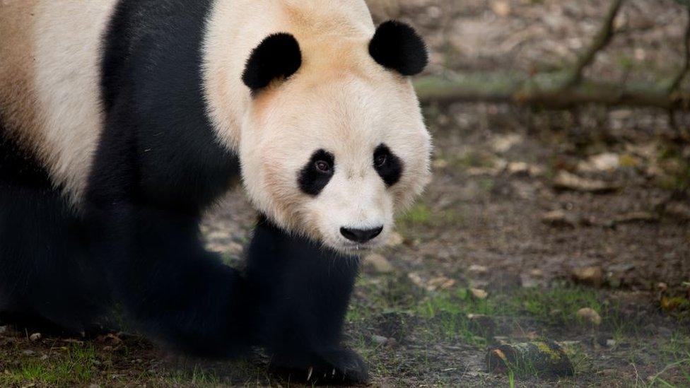 Panda