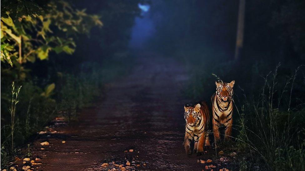 Tigers at Tadoba Andhari Tiger Reserve, India.