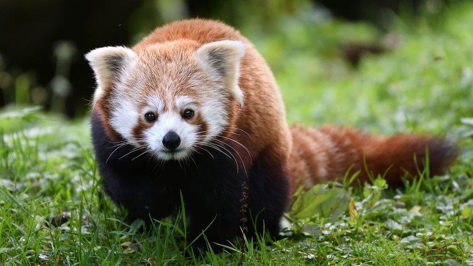 Category A (best picture taken by a club photographer) 1st prize and overall winner - red panda by Joe Beattie