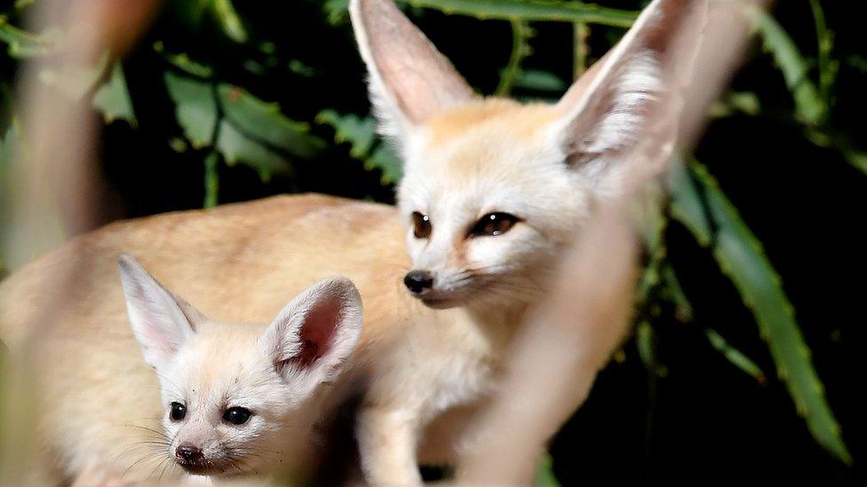 Fennec Foxes