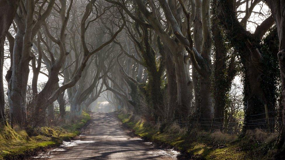 Dark hedges