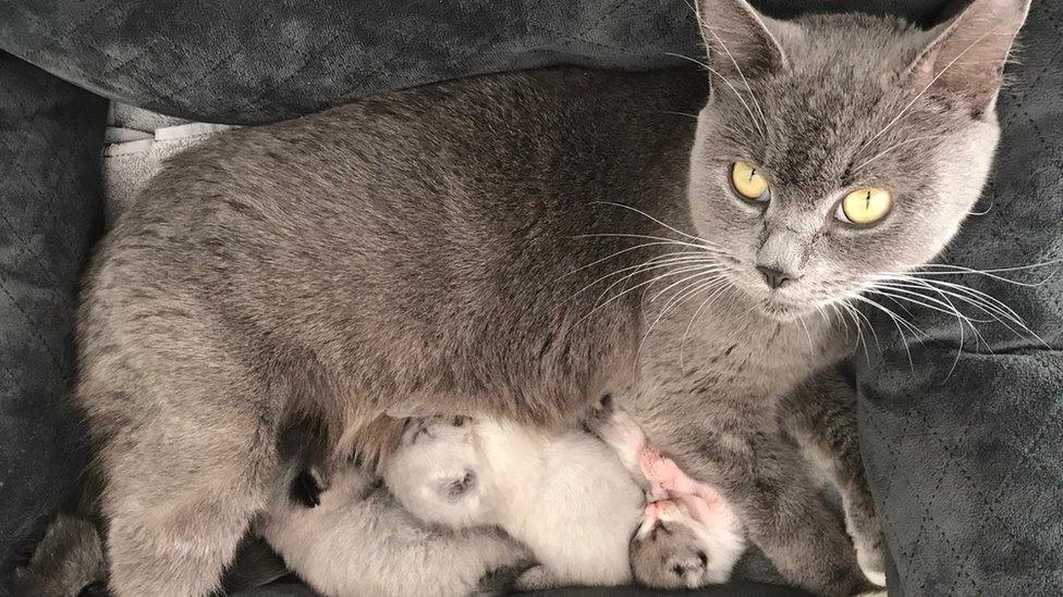 Bella and her four kittens