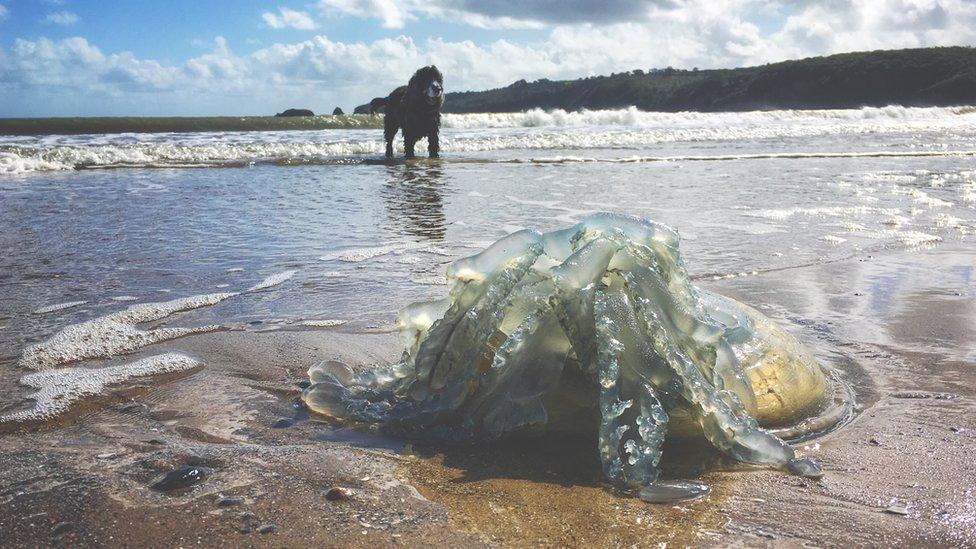 Jellyfish