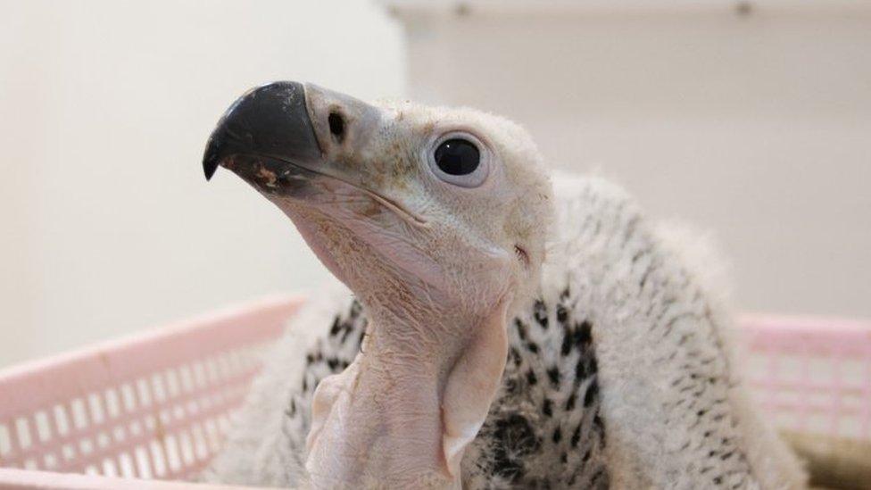 A new born red-headed vulture