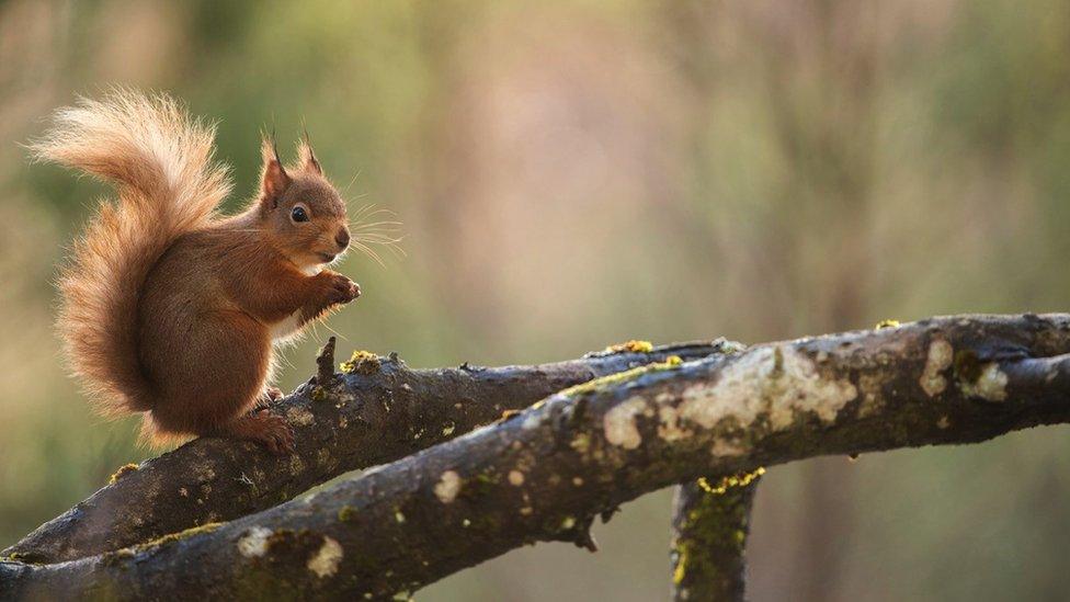 Red squirrel