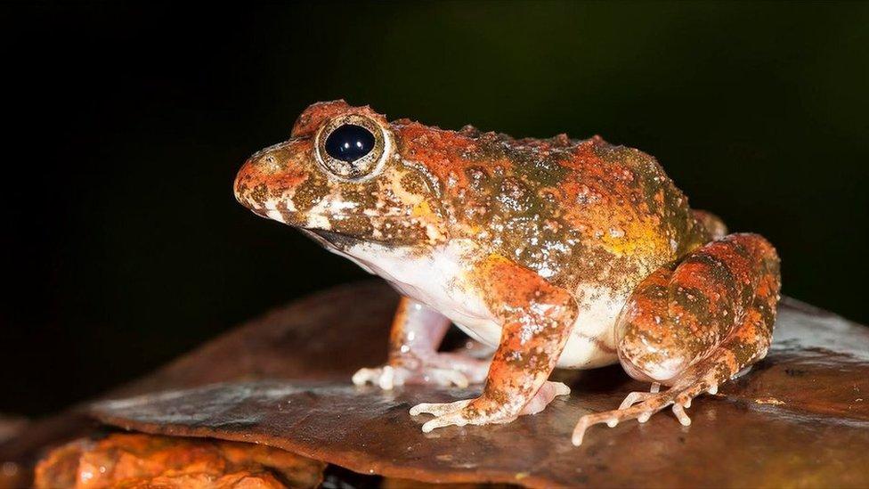 The new species belongs to the Indian frog family, Fejervarya