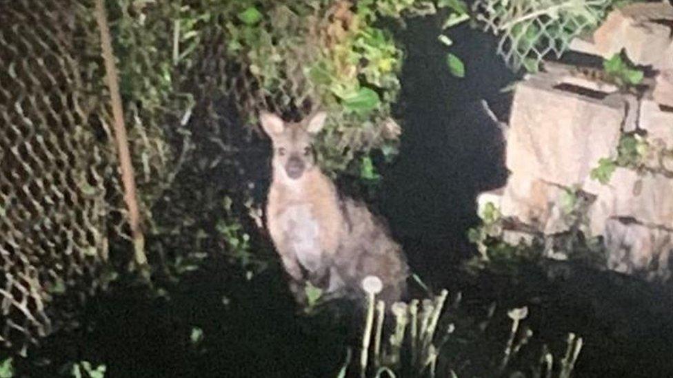 Wallaby in garden