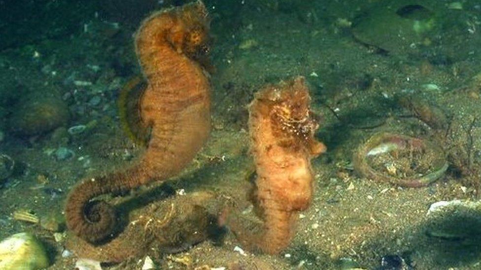 Short snouted seahorses