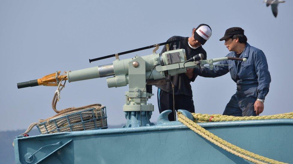 Crew members of a whaling ship check a harpoon before departure at Ayukawa port in Ishinomaki City, Japan. April 25, 2014