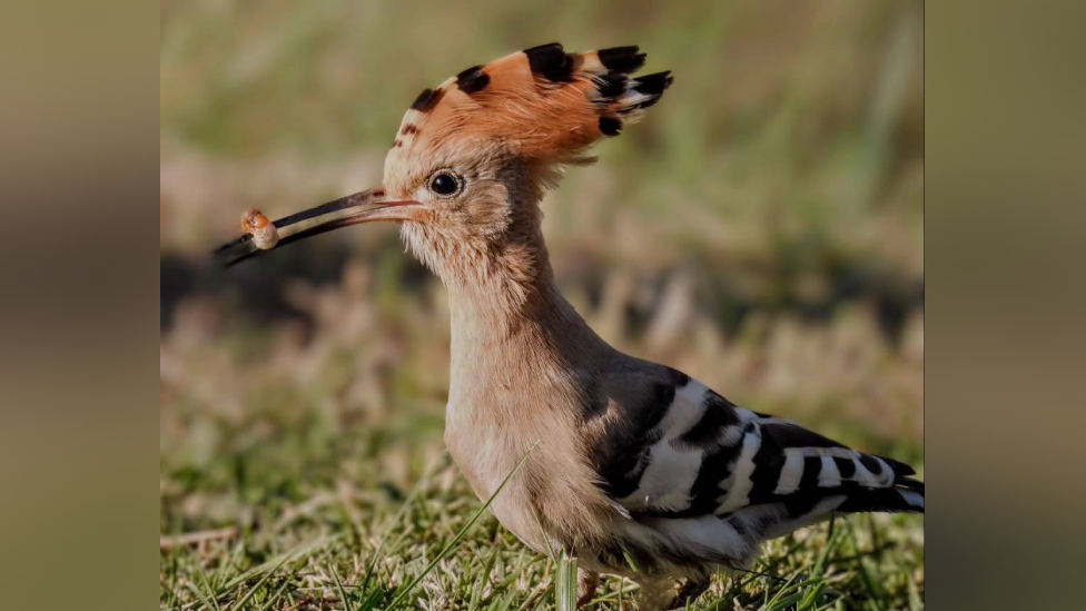 A mainly pinkish-brown bird with white and black wings with a set of orange feathers on its head.