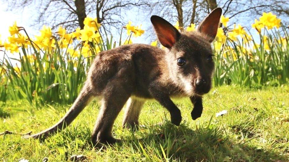 Baby wallaby at Longleat, Wiltshire