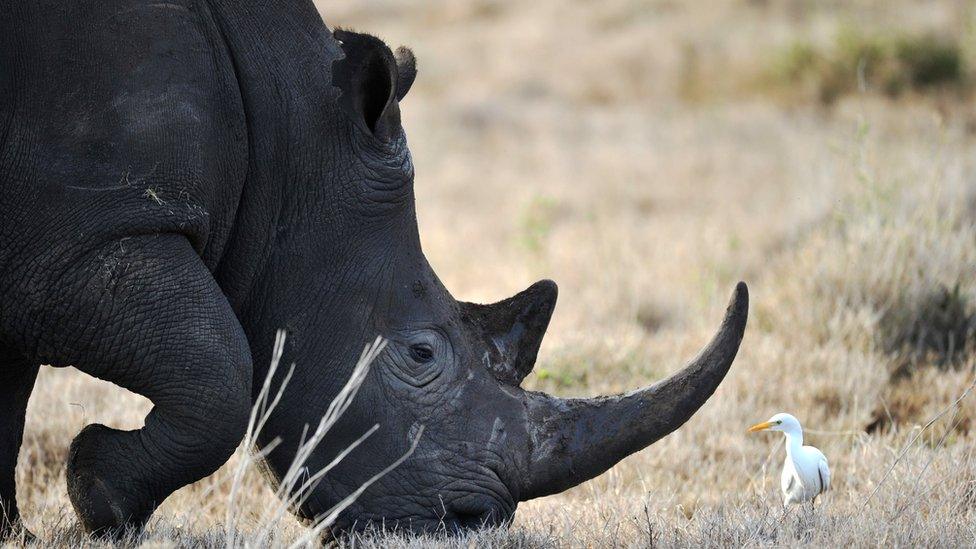 Rhino and an oxpecker, the bird