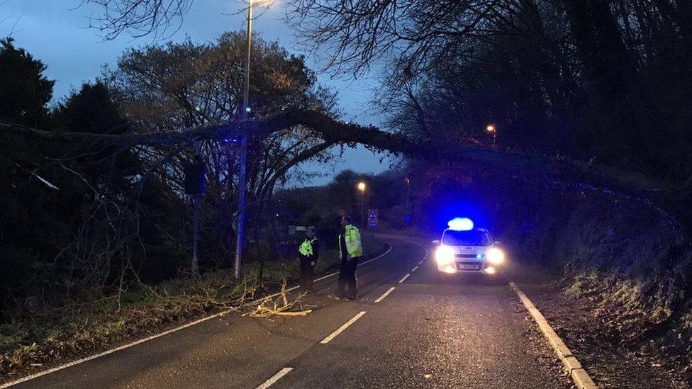 Fallen tree