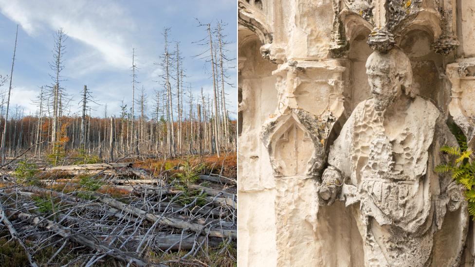 Dead trees next to eroded statue on church facade