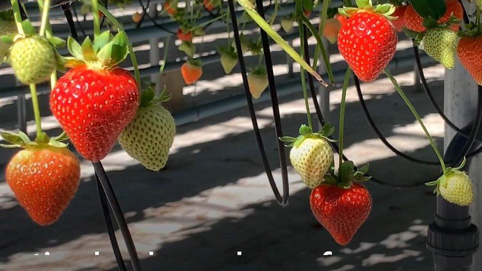 strawberries