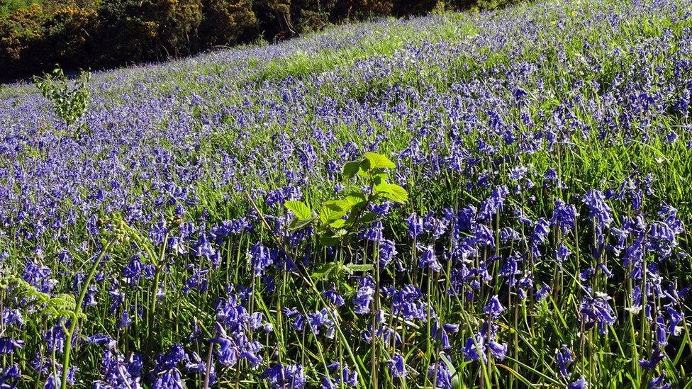 Bluebells at the Crossags Coppice