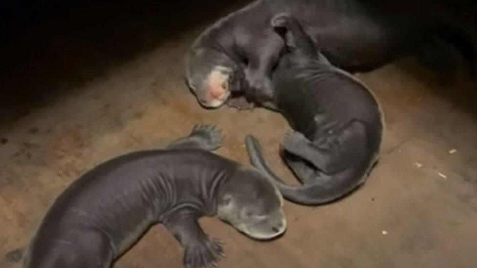 Three otter pups