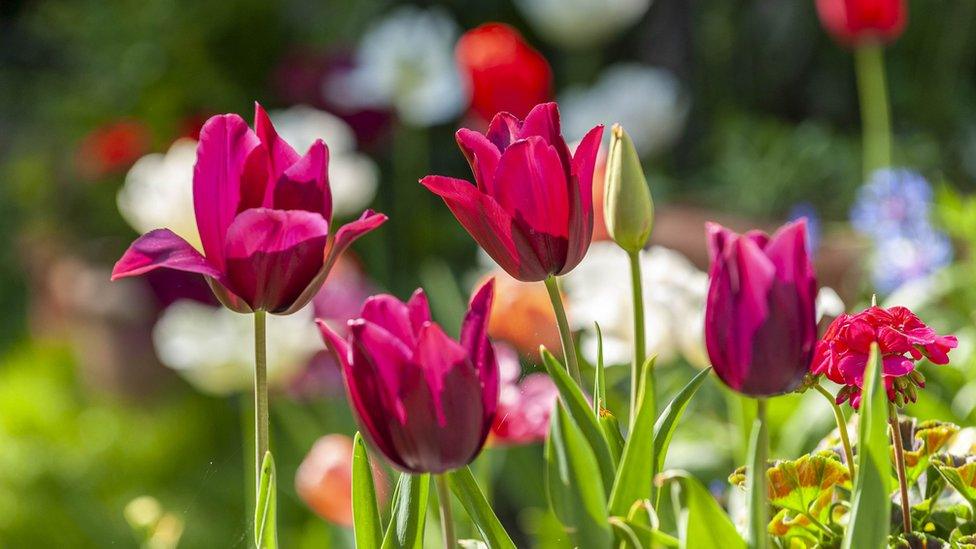 tulip merlot bloom - spring