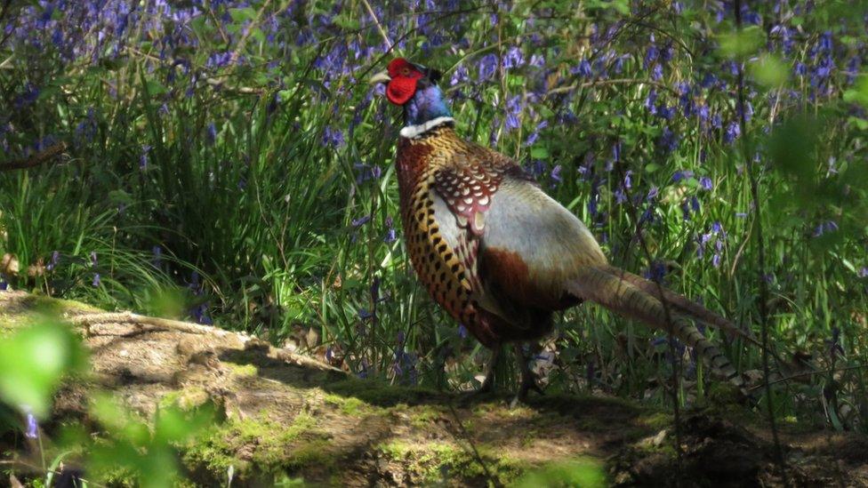 Pheasant at Harcourt Arboretum