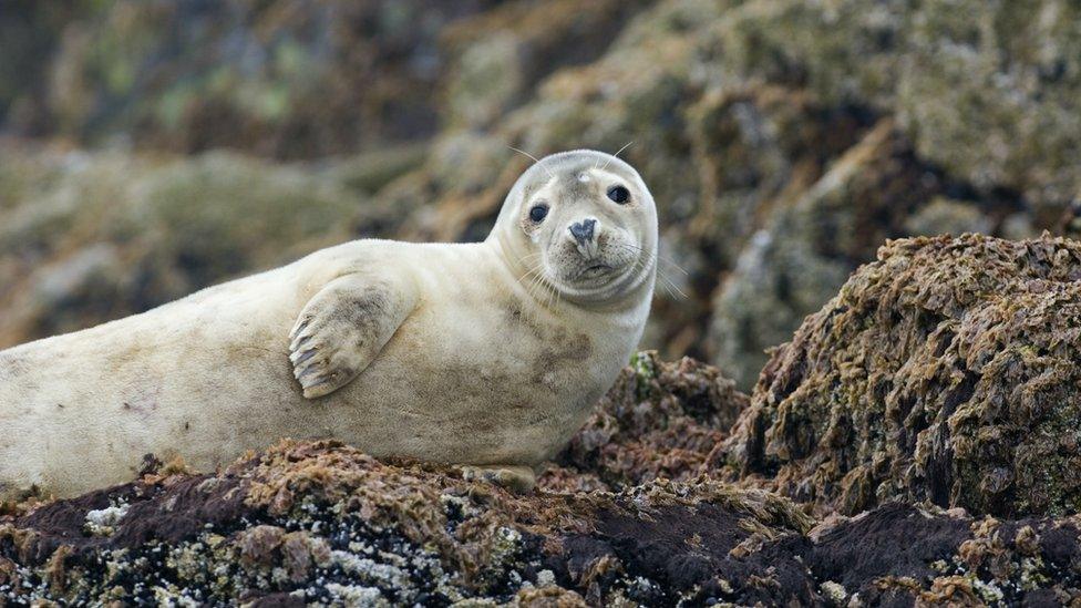 A seal pup on the beach