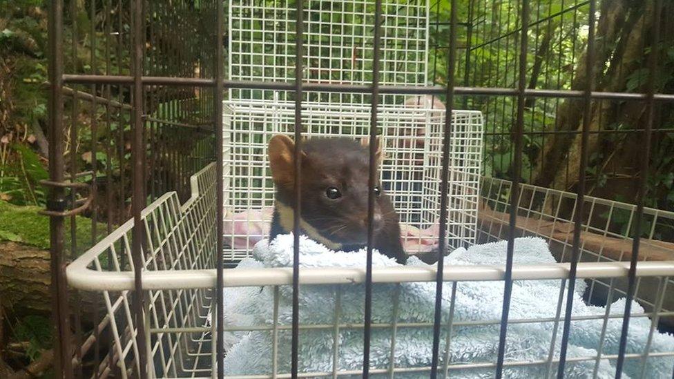 Spot the pine marten released back into the wild