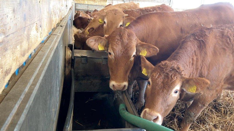 Cows at Castle Hill Farm in Wheatley