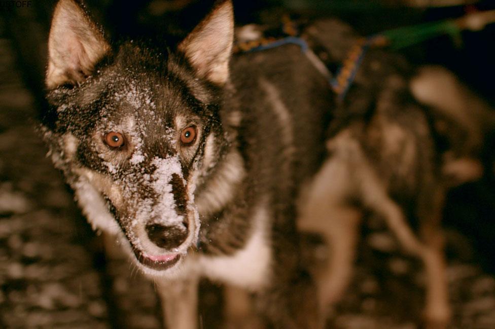 Husky at night