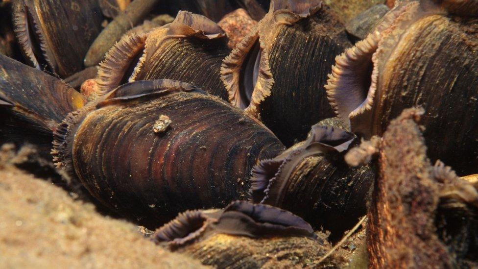 Freshwater pearl mussels