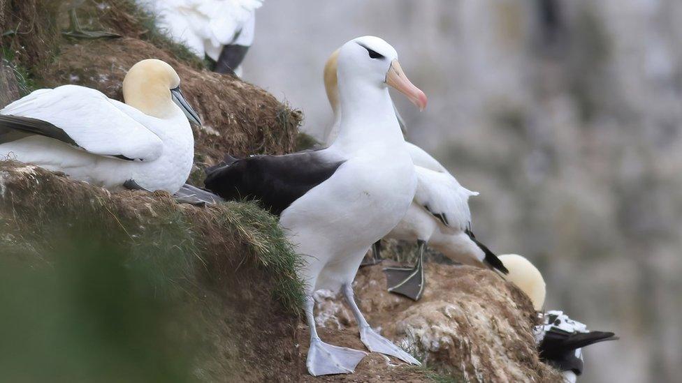 Black-browed Albatross