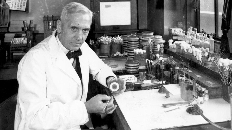 Alexander Fleming in his laboratory in 1943.