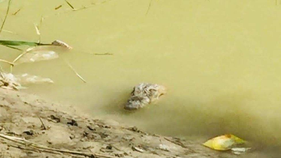 Gando crocodile looks out of the water in Iran's Baluchistan region