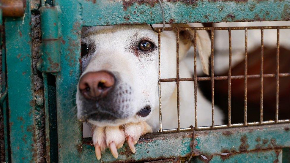 Dog in shelter kennel