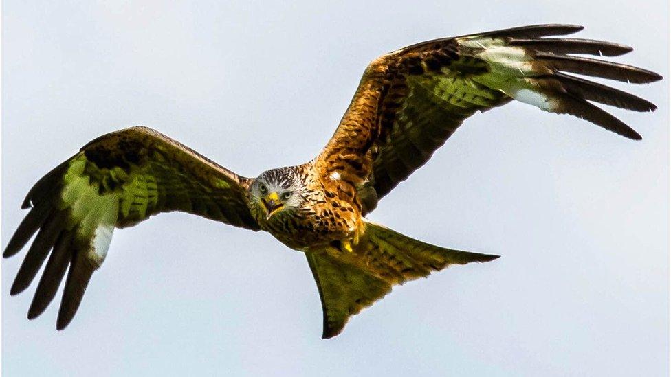 Red kite