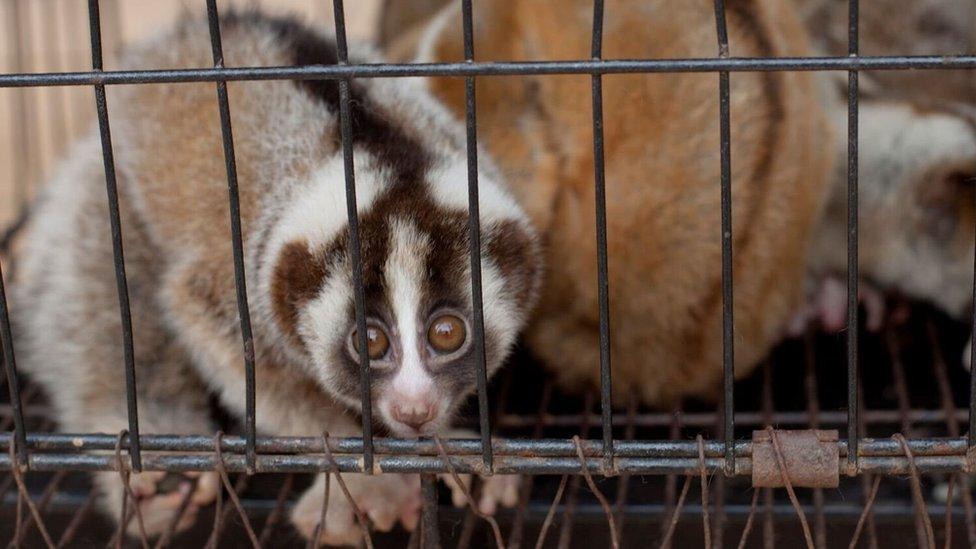 A slow loris stares out of a cage in West Java