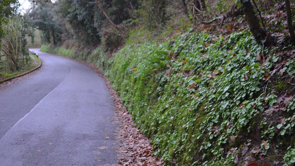 A trimmed hedgerow