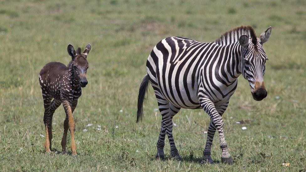 Zebra with spots