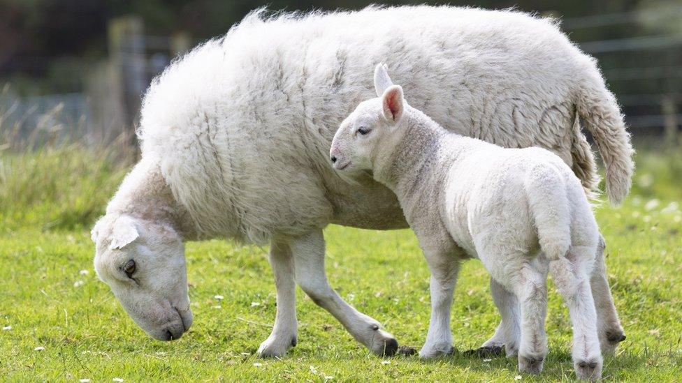 Sheep with lamb