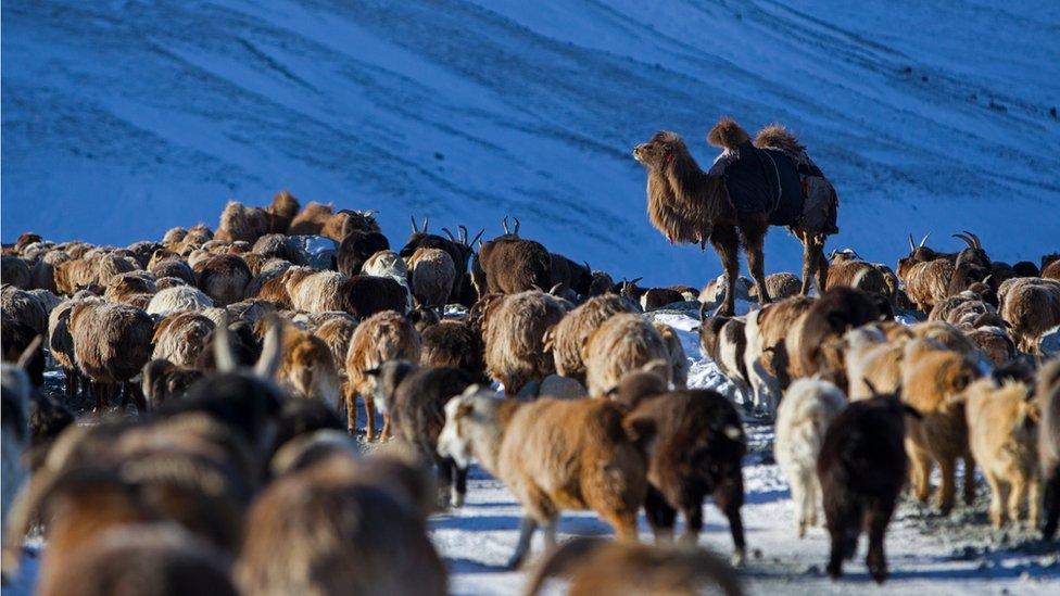 A camel cried out for its missing calf