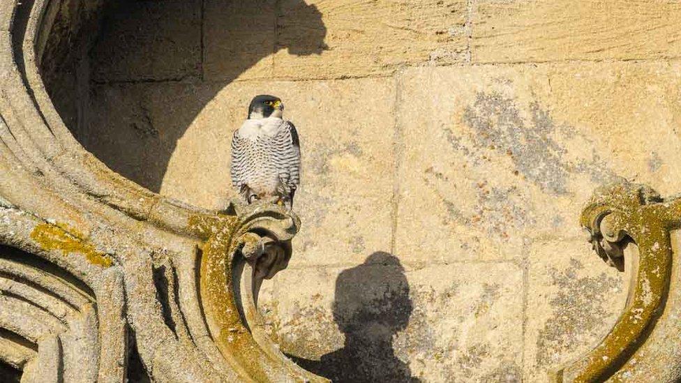 Ely Cathedral peregrine falcons