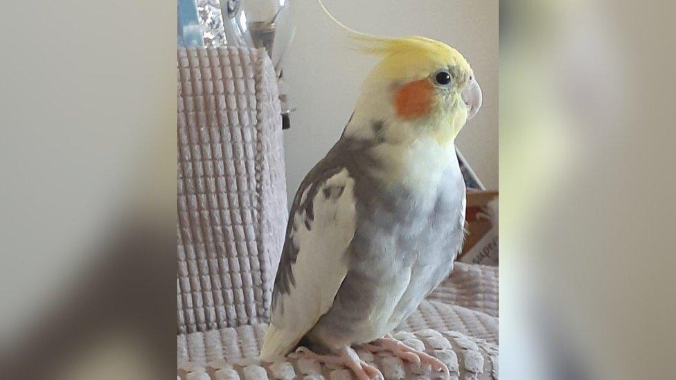 Grey and yellow parrot